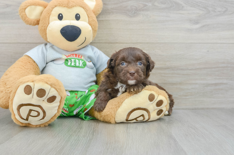 5 week old Mini Aussiedoodle Puppy For Sale - Puppy Love PR