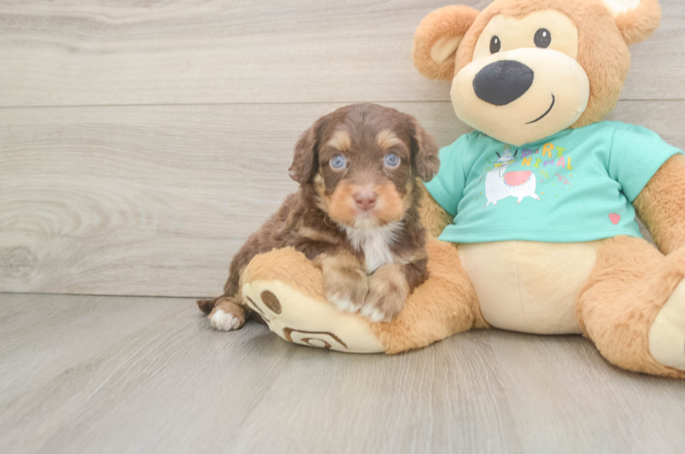 5 week old Mini Aussiedoodle Puppy For Sale - Puppy Love PR
