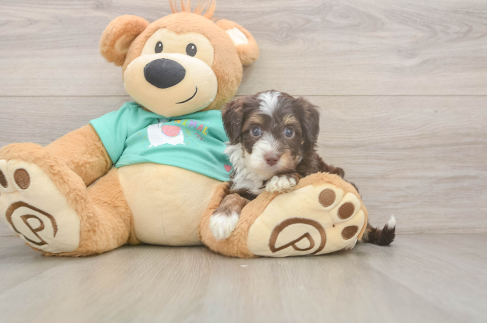 5 week old Mini Aussiedoodle Puppy For Sale - Puppy Love PR