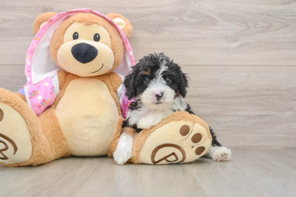 Mini Aussiedoodle Puppy for Adoption