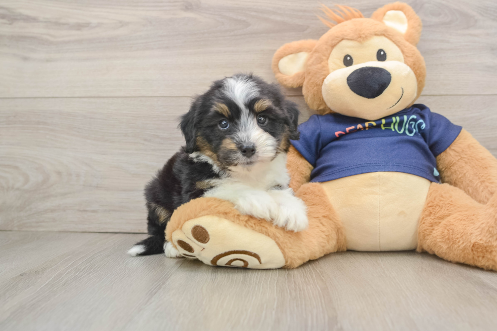 Happy Mini Aussiedoodle Baby