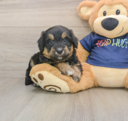 8 week old Mini Aussiedoodle Puppy For Sale - Puppy Love PR