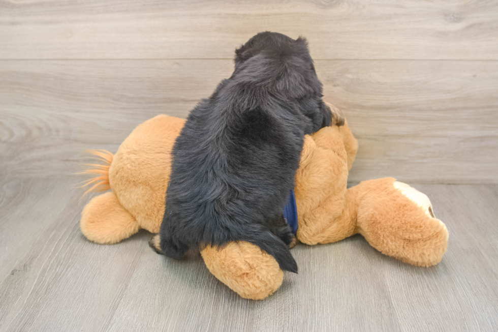 Mini Aussiedoodle Puppy for Adoption