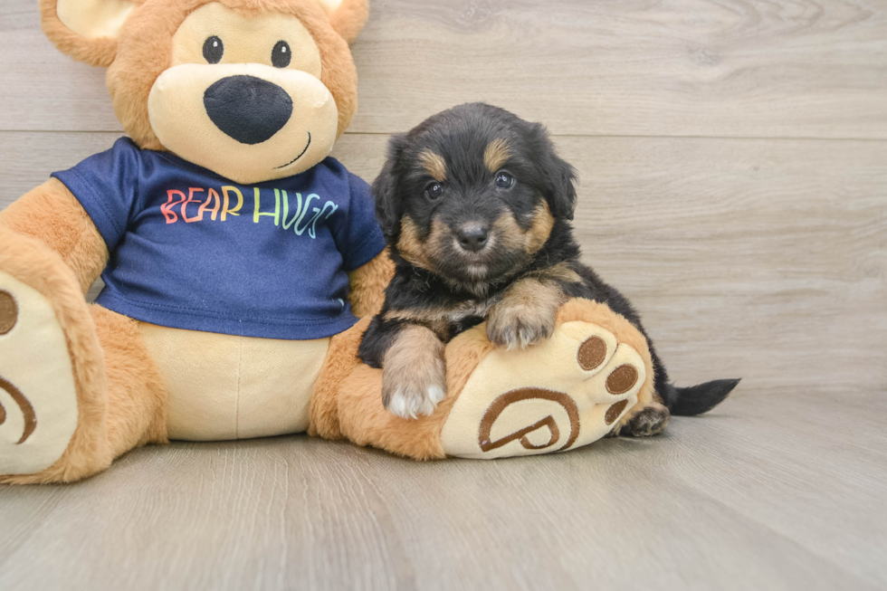 Happy Mini Aussiedoodle Baby