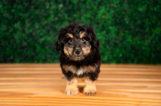 Mini Aussiedoodle Pup Being Cute