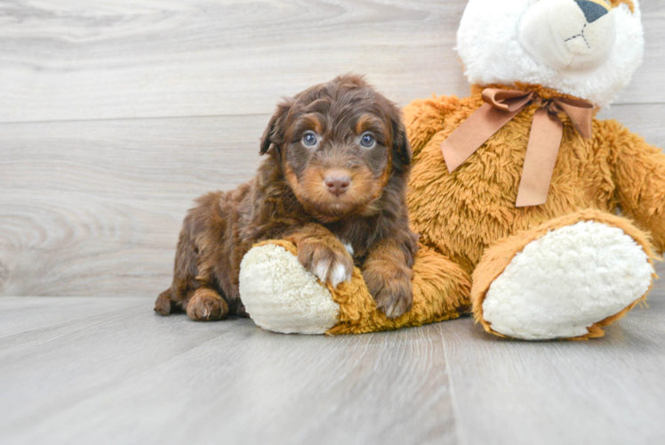 Hypoallergenic Aussiepoo Poodle Mix Puppy