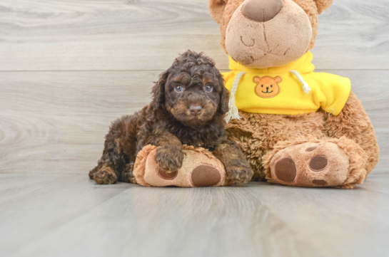 Mini Aussiedoodle Pup Being Cute