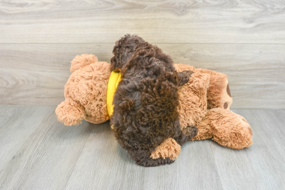 Best Mini Aussiedoodle Baby