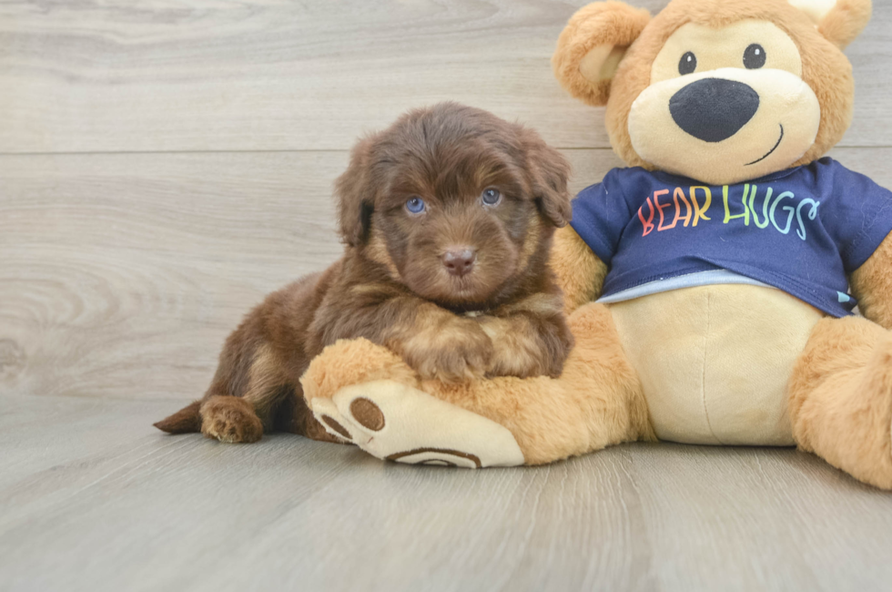 5 week old Mini Aussiedoodle Puppy For Sale - Puppy Love PR