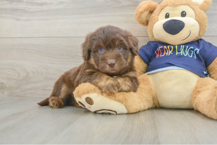 Meet Alonzo - our Mini Aussiedoodle Puppy Photo 1/3 - Puppy Love PR Best Mini Aussiedoodle Baby