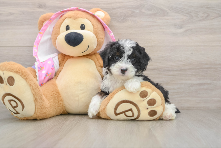 Petite Mini Aussiedoodle Poodle Mix Pup