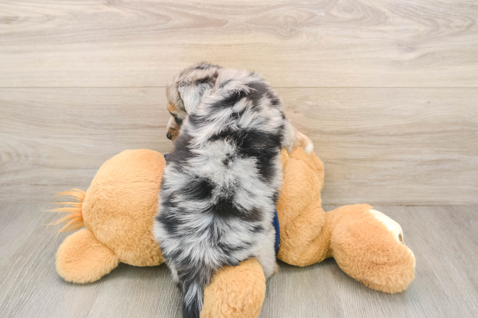 Adorable Aussiepoo Poodle Mix Puppy