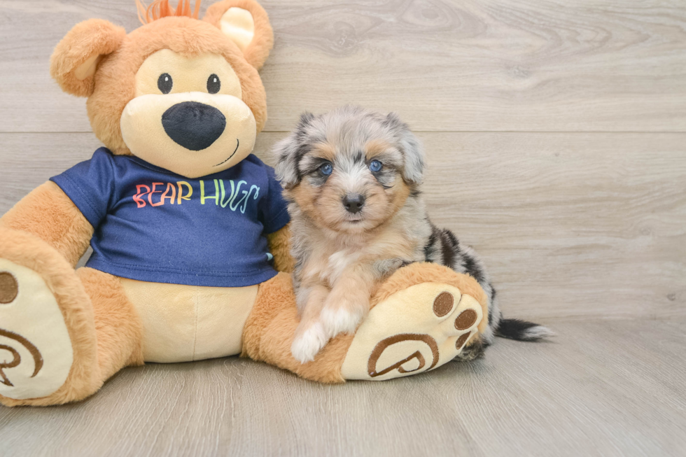 Petite Mini Aussiedoodle Poodle Mix Pup