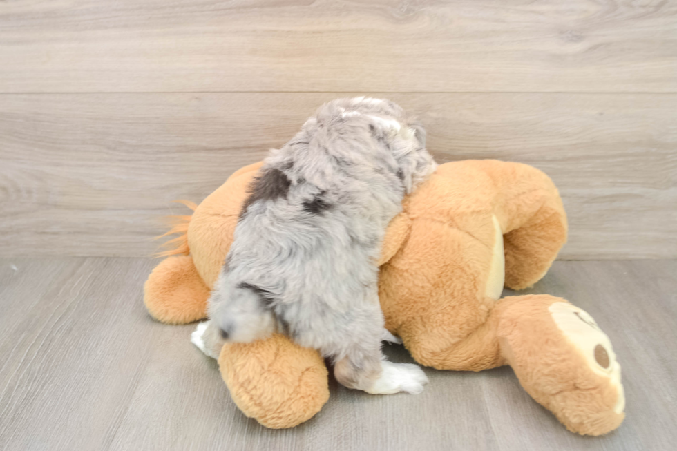 Playful Aussiepoo Poodle Mix Puppy