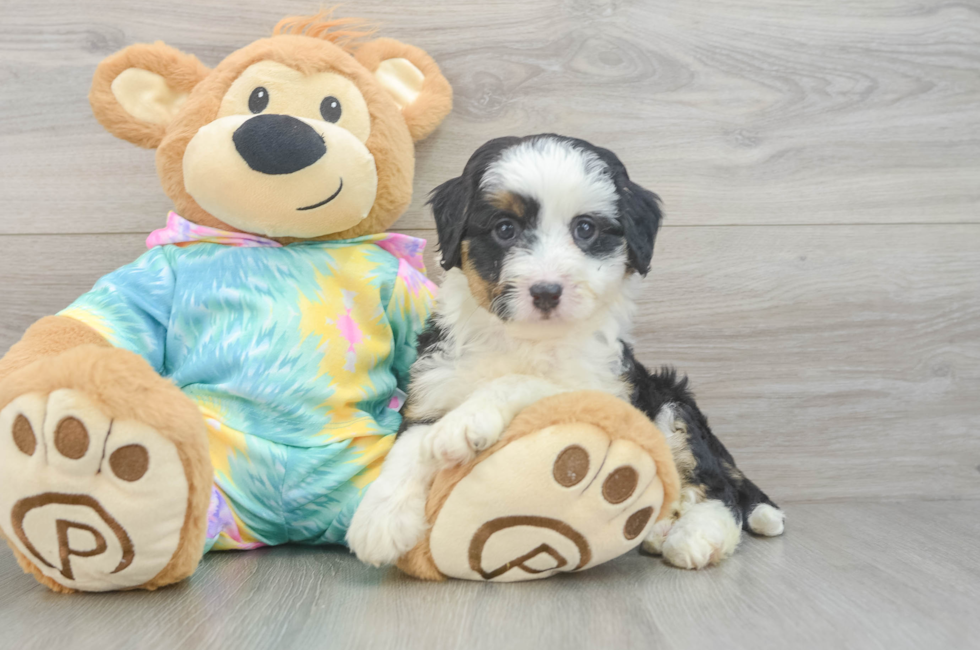 6 week old Mini Aussiedoodle Puppy For Sale - Puppy Love PR