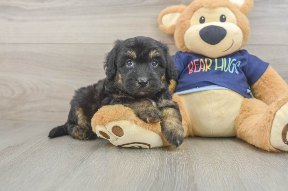 5 week old Mini Aussiedoodle Puppy For Sale - Puppy Love PR