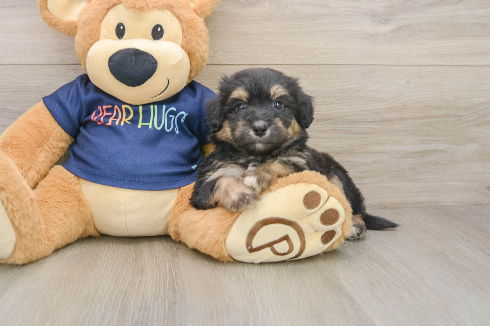 Playful Aussiepoo Poodle Mix Puppy