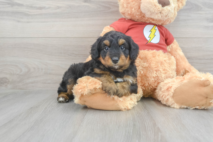 Meet Andre - our Mini Aussiedoodle Puppy Photo 1/3 - Puppy Love PR Best Mini Aussiedoodle Baby