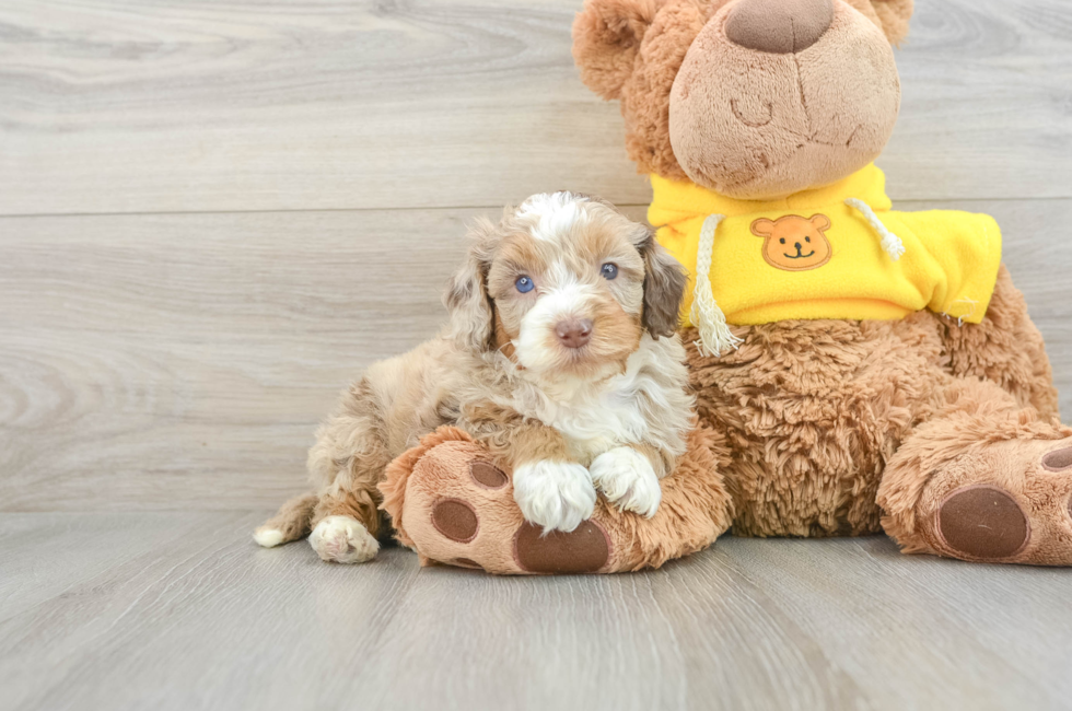 7 week old Mini Aussiedoodle Puppy For Sale - Puppy Love PR