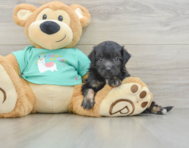 8 week old Mini Aussiedoodle Puppy For Sale - Puppy Love PR