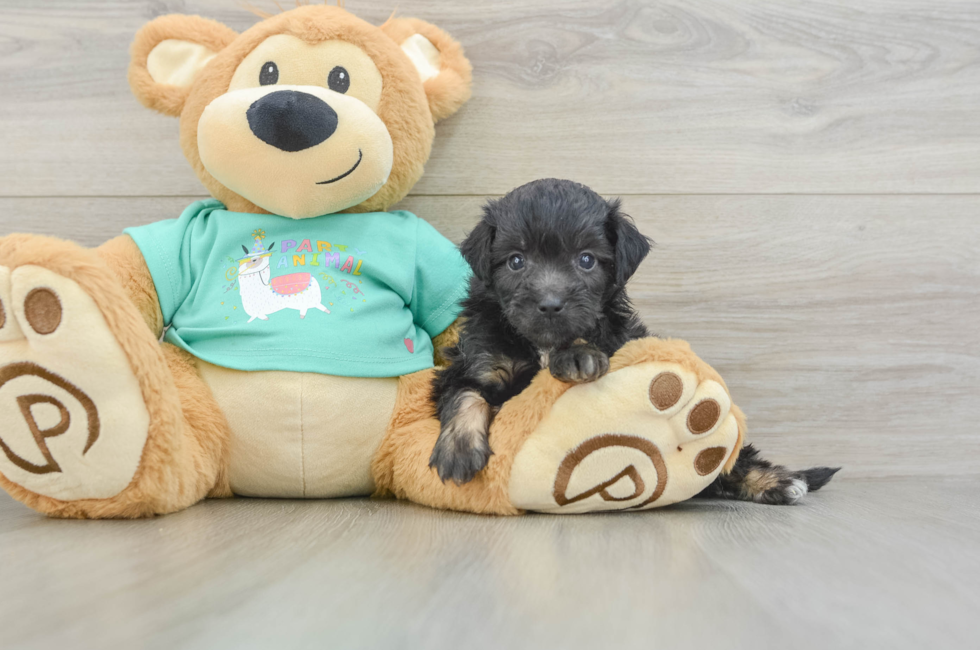 5 week old Mini Aussiedoodle Puppy For Sale - Puppy Love PR