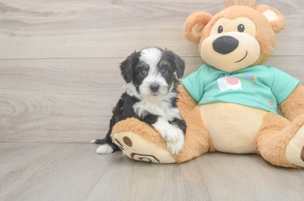 5 week old Mini Aussiedoodle Puppy For Sale - Puppy Love PR