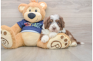 Happy Mini Aussiedoodle Baby