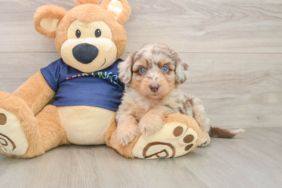 Petite Mini Aussiedoodle Poodle Mix Pup