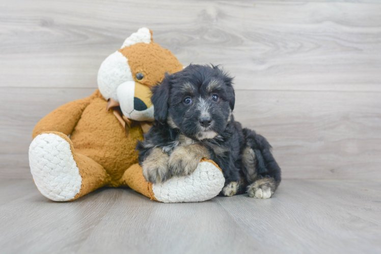 Cute Mini Aussiedoodle Poodle Mix Pup