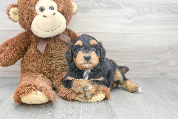Meet Andre - our Mini Aussiedoodle Puppy Photo 1/3 - Puppy Love PR Mini Aussiedoodle Puppy for Adoption