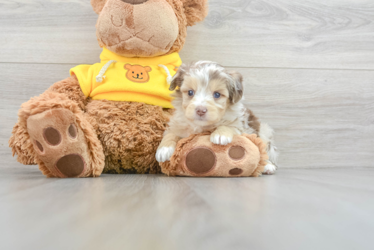 Petite Mini Aussiedoodle Poodle Mix Pup