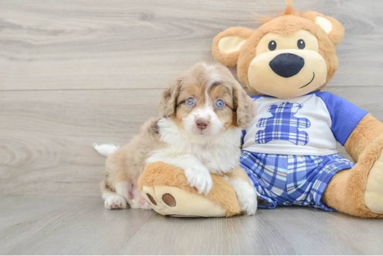 Mini Aussiedoodle Puppy for Adoption
