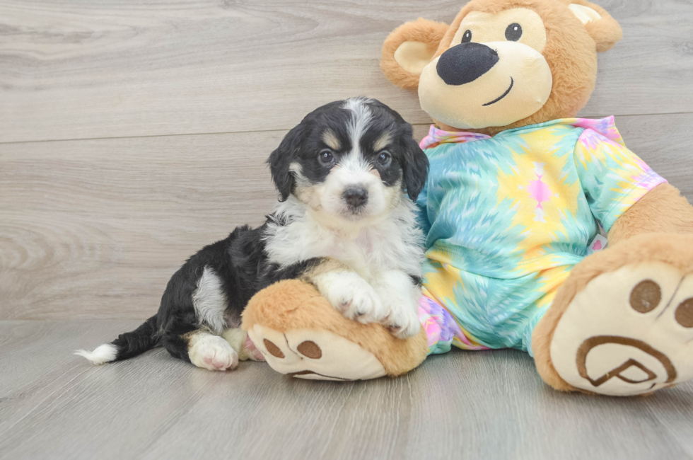6 week old Mini Aussiedoodle Puppy For Sale - Puppy Love PR
