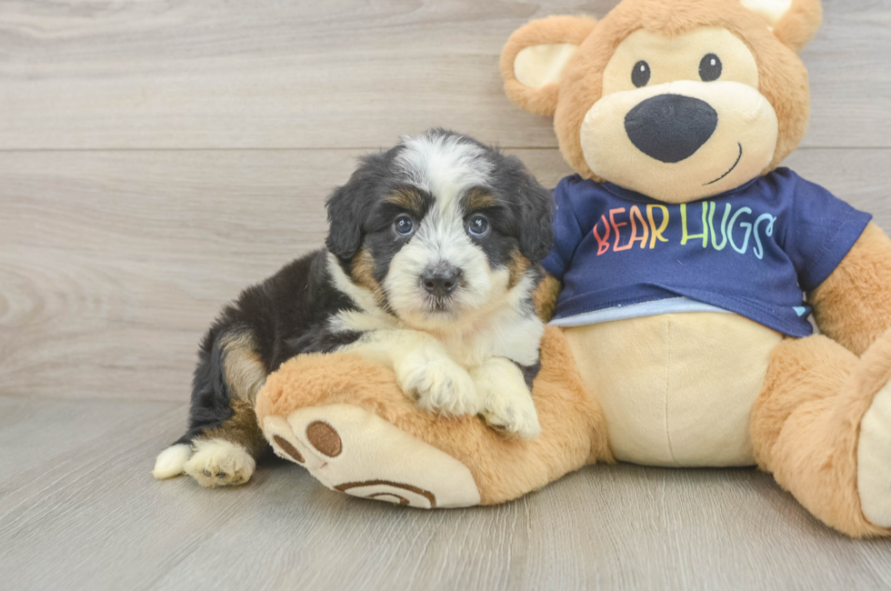 5 week old Mini Aussiedoodle Puppy For Sale - Puppy Love PR