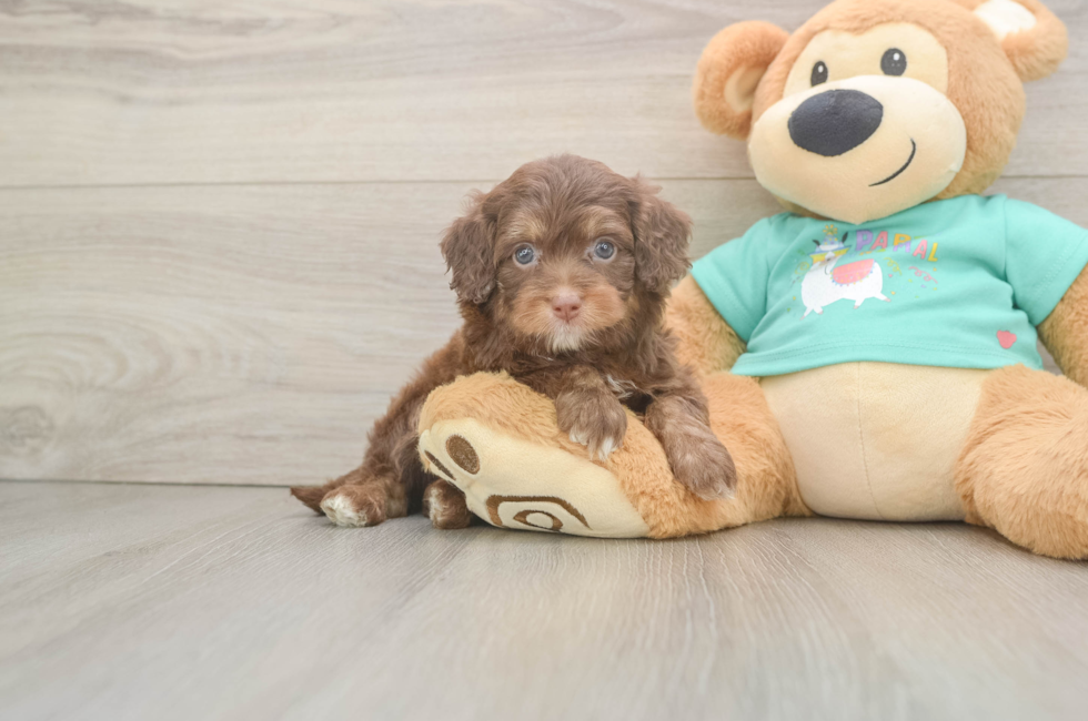 5 week old Mini Aussiedoodle Puppy For Sale - Puppy Love PR