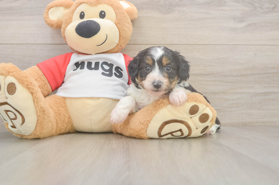 5 week old Mini Aussiedoodle Puppy For Sale - Puppy Love PR