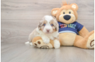 Funny Mini Aussiedoodle Poodle Mix Pup