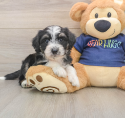 8 week old Mini Aussiedoodle Puppy For Sale - Puppy Love PR