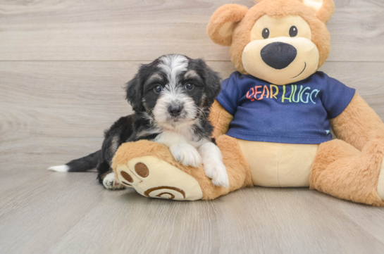 Petite Mini Aussiedoodle Poodle Mix Pup