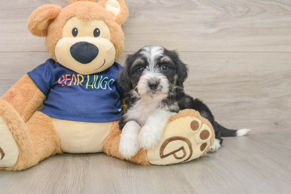 Hypoallergenic Aussiepoo Poodle Mix Puppy
