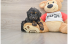 Little Aussiepoo Poodle Mix Puppy