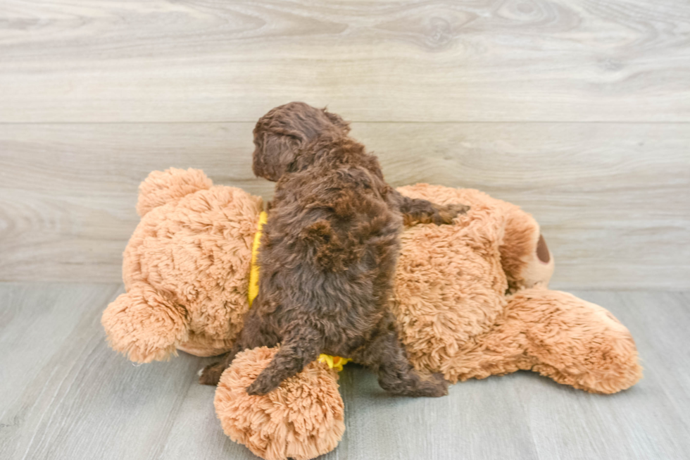 Mini Aussiedoodle Pup Being Cute