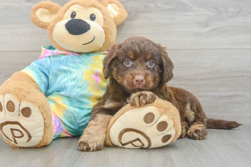 6 week old Mini Aussiedoodle Puppy For Sale - Puppy Love PR