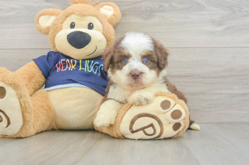 5 week old Mini Aussiedoodle Puppy For Sale - Puppy Love PR