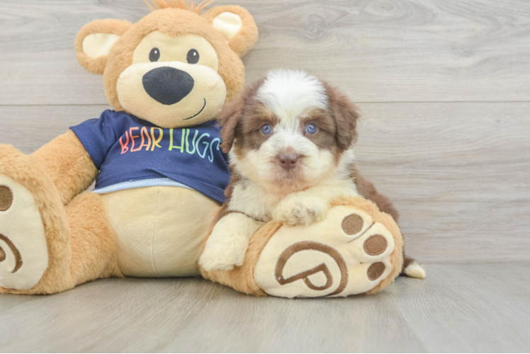Meet Anna - our Mini Aussiedoodle Puppy Photo 1/3 - Puppy Love PR Funny Mini Aussiedoodle Poodle Mix Pup