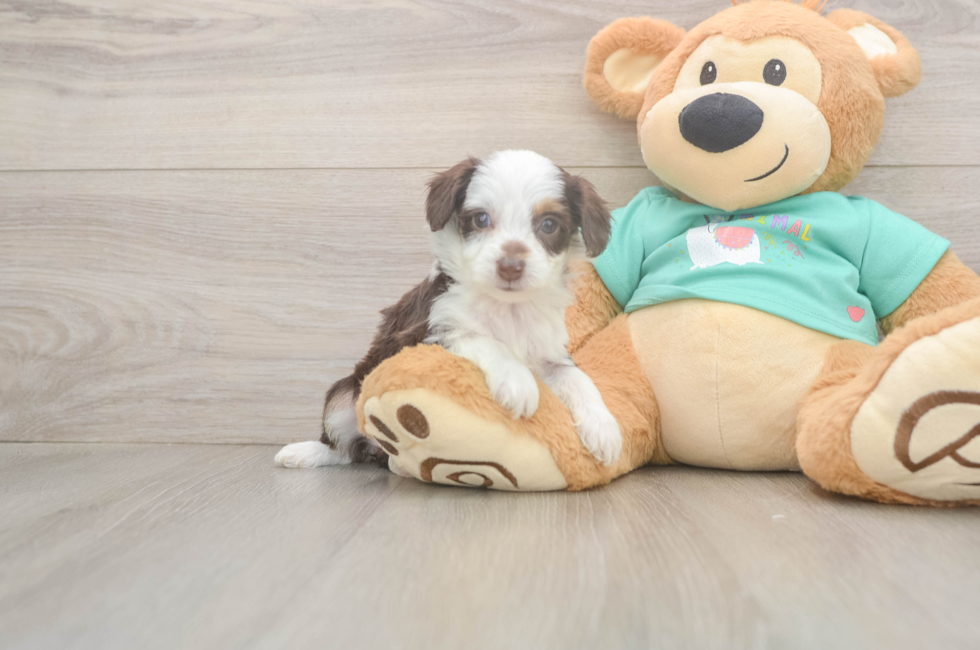 5 week old Mini Aussiedoodle Puppy For Sale - Puppy Love PR