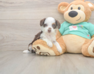 7 week old Mini Aussiedoodle Puppy For Sale - Puppy Love PR 7 week old Mini Aussiedoodle Puppy For Sale - Puppy Love PR