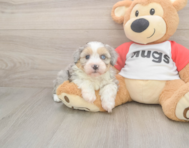 9 week old Mini Aussiedoodle Puppy For Sale - Puppy Love PR