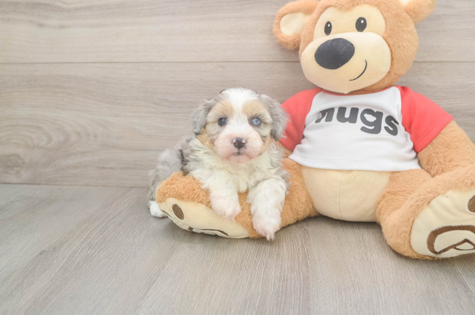 5 week old Mini Aussiedoodle Puppy For Sale - Puppy Love PR