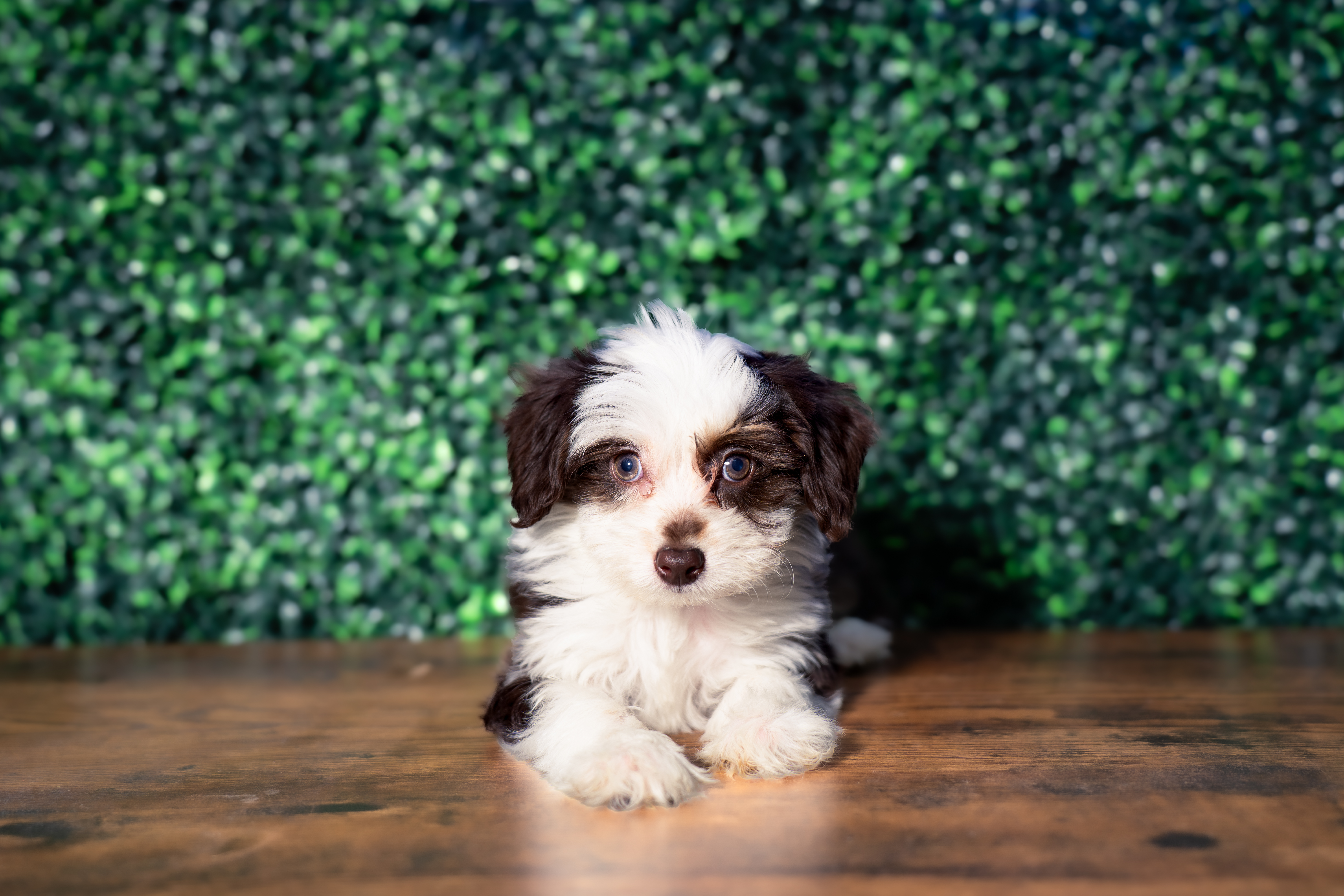Cute Mini Aussiedoodle Poodle Mix Pup